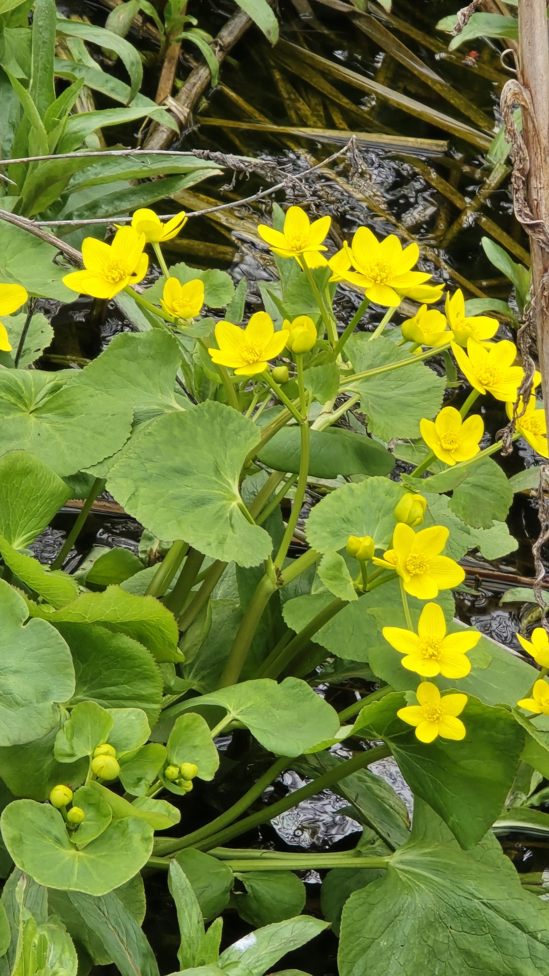 Marsh Marigold - Danielle Emon