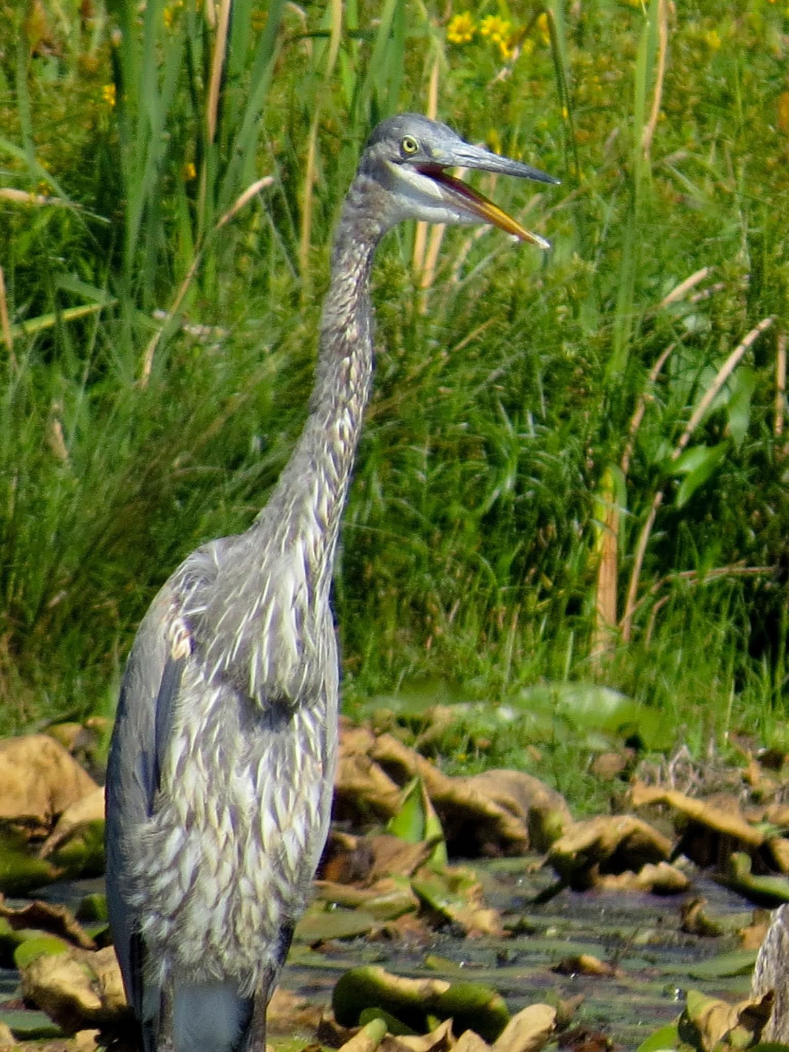 Great Blue Heron - Jason King