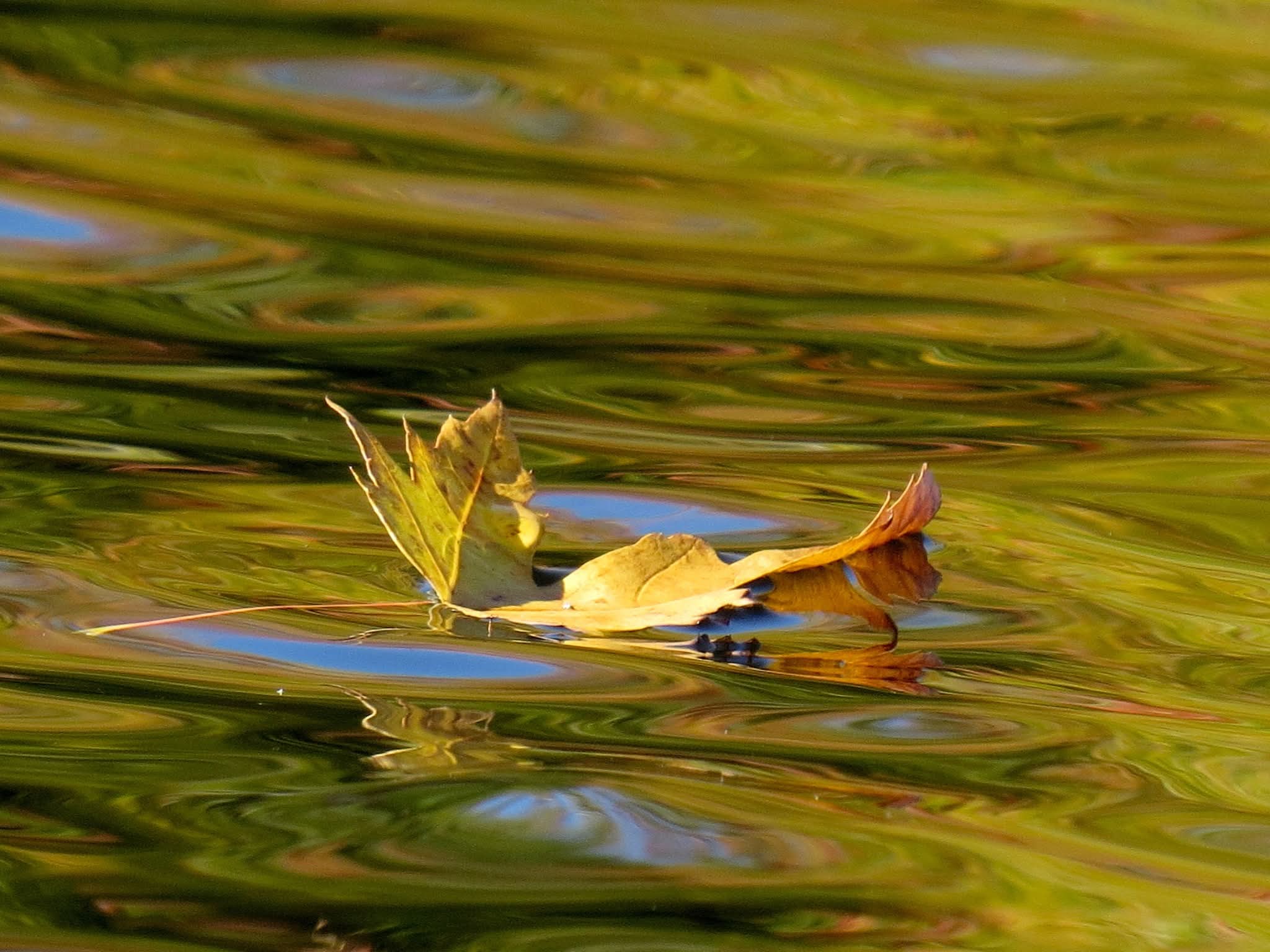 Floating Leaf - Jason King