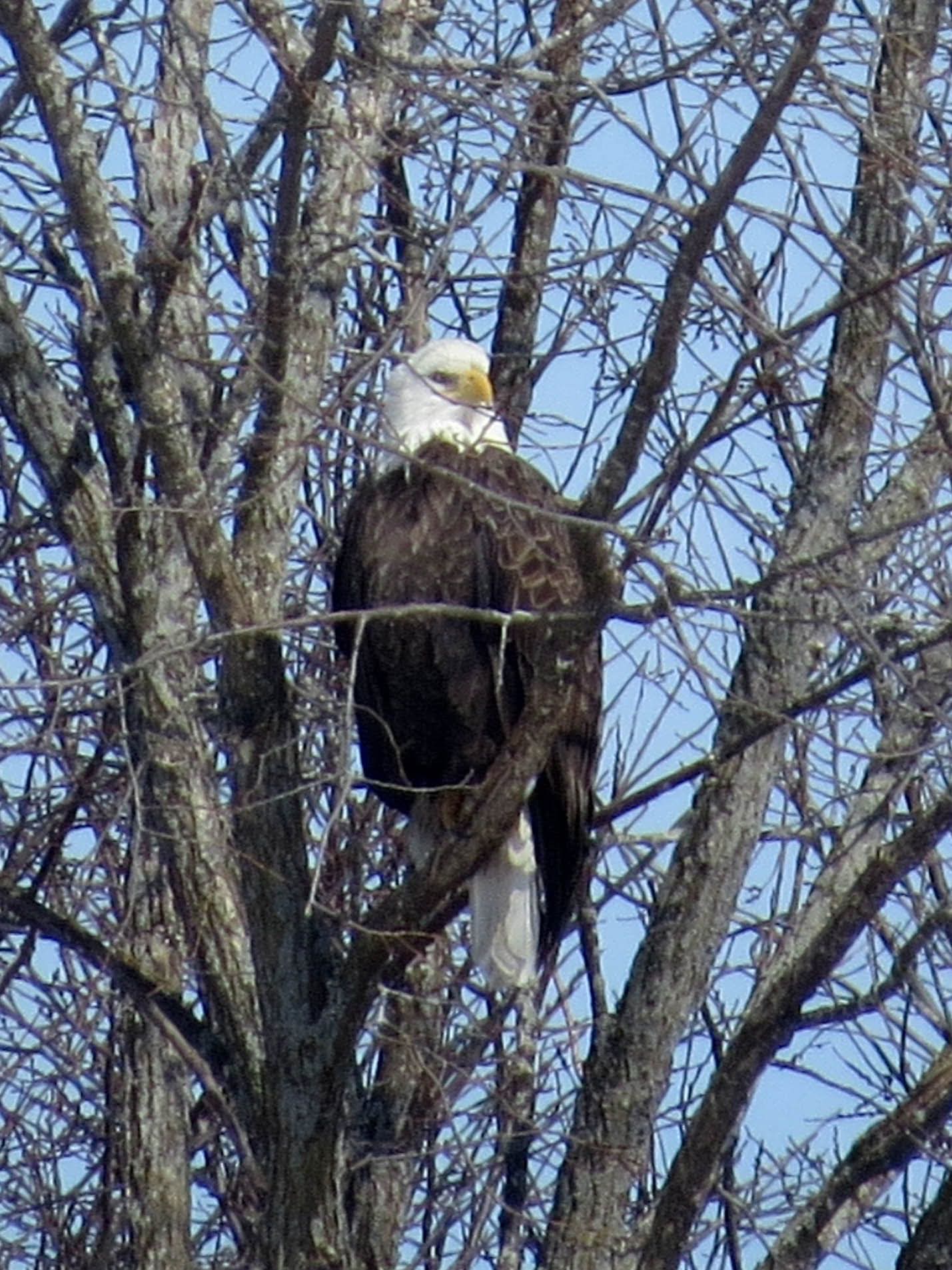 Bald Eagle - Jason King
