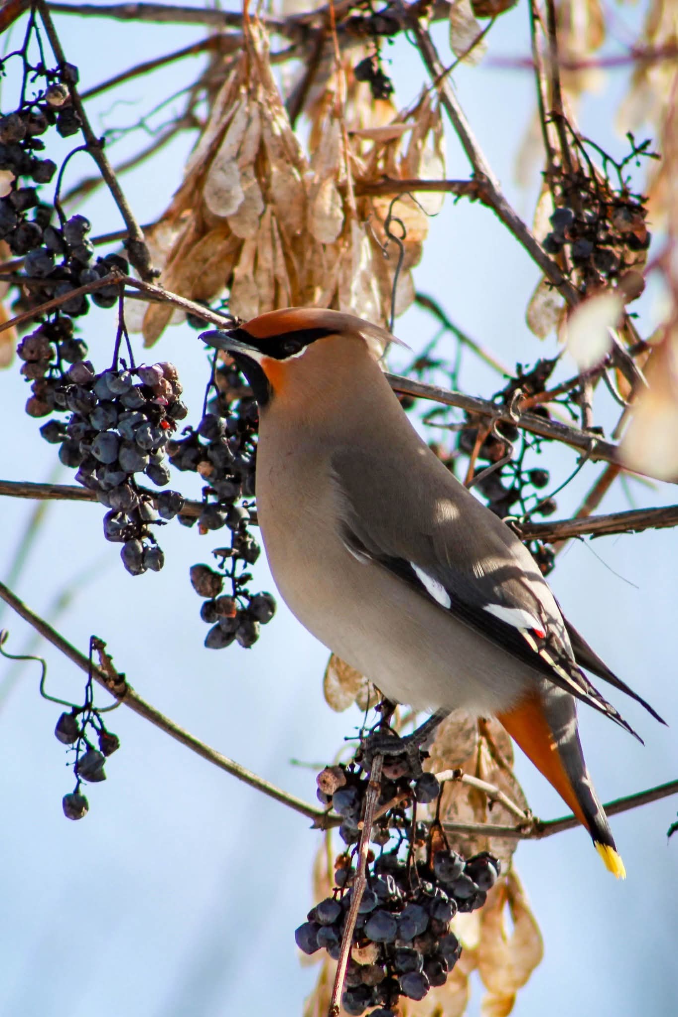 Bohemian Waxwing - Jason King