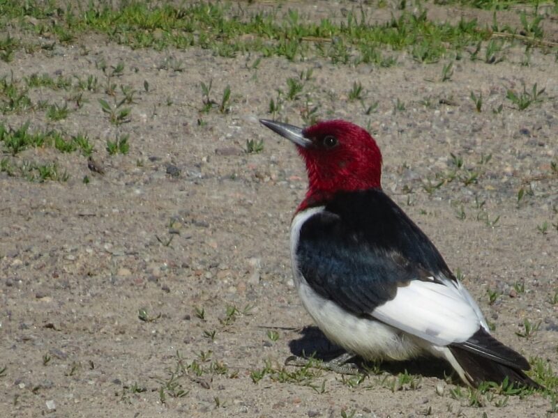 Red-headed Woodpecker - Jason King