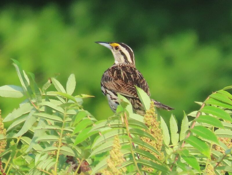 Eastern Meadowlark - Lori Borthwick