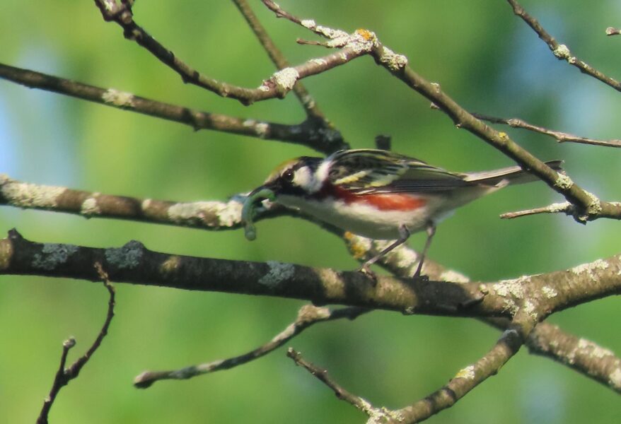 Chestnut-sided Warbler - Lori Borthwick