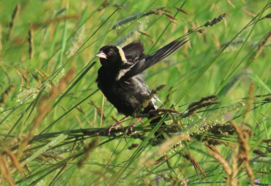 Bobolink - Lori Borthwick