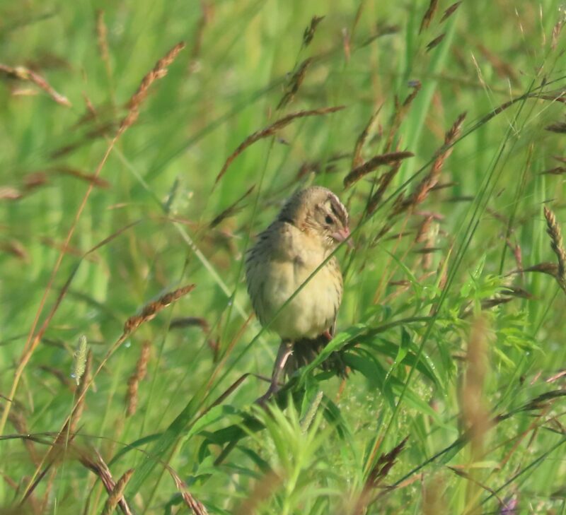 Bobolink - Lori Borthwick
