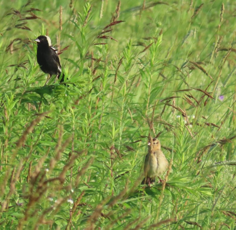 Bobolinks - Lori Borthwick