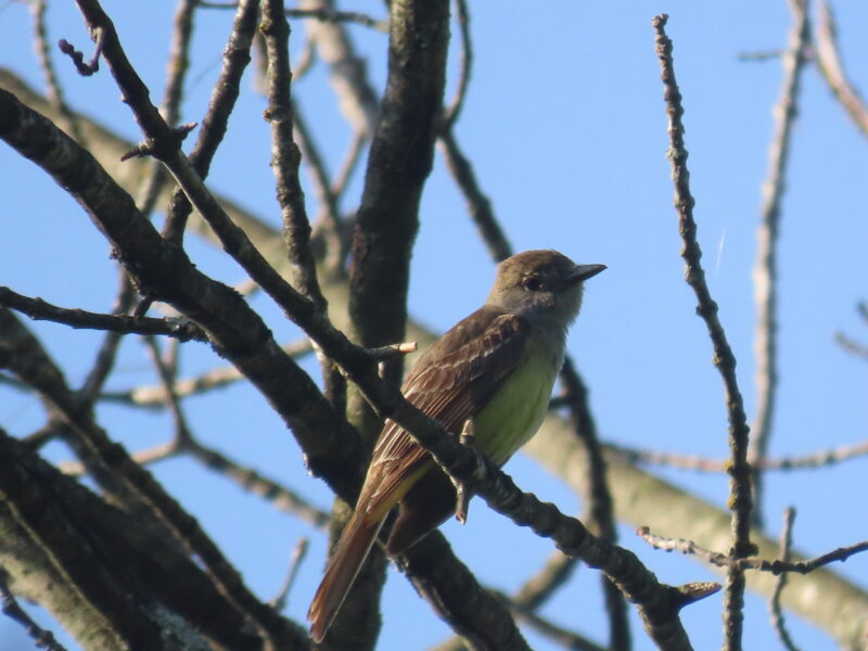 Great-crested Flycatcher - Lori Borthwick