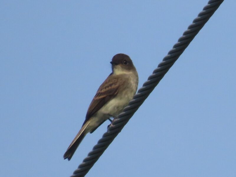Eastern Phoebe - Lori Borthwick