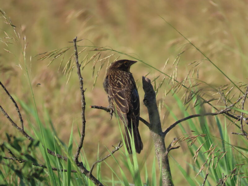 Red-winged Blackbird - Lori Borthwick