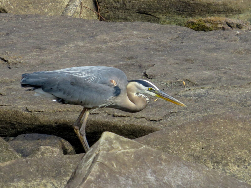 Great Blue Heron - Jason King