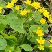 Marsh Marigold - Danielle Emon