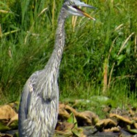 Great Blue Heron - Jason King