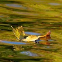 Floating Leaf - Jason King